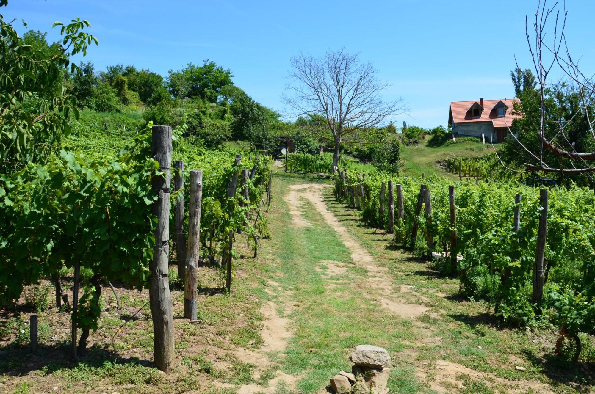 Grand Cru 3. Vendeghaz Villa Hegymagas Buitenkant foto