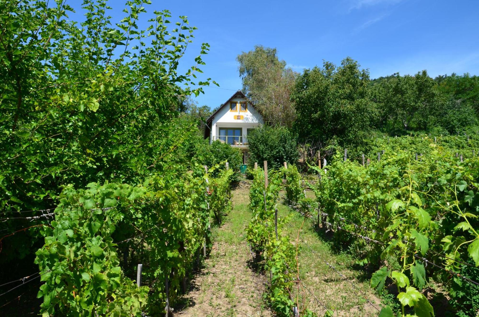 Grand Cru 3. Vendeghaz Villa Hegymagas Buitenkant foto